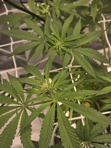 first grow second plant  — flower, day 67