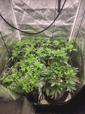 Hashburger And Lemon Deisel — harvest, day 3
