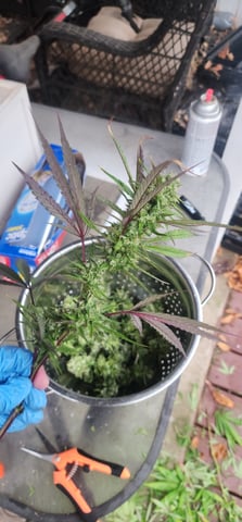 1st grow Dr. Nefario — flower, day 133