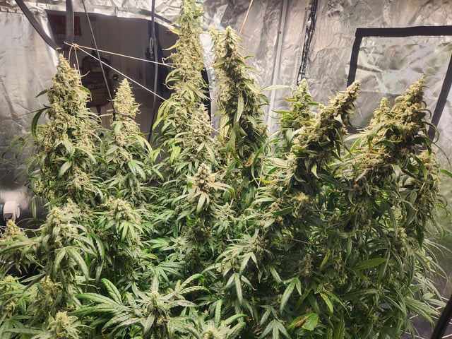 Sour Diesel — flower, day 49