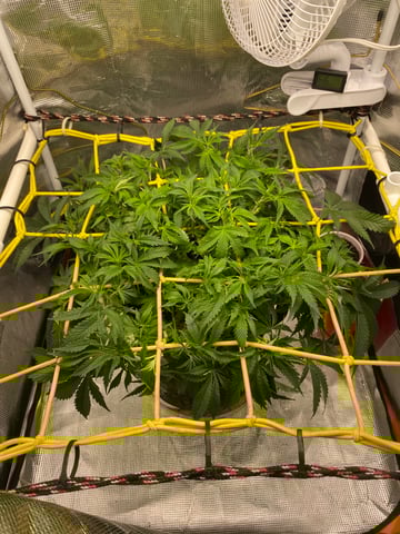 blackberry marshmallows  — vegetative, day 59