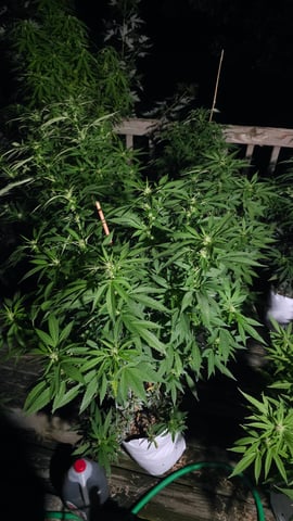 Outdoor 2025 — flower, day 153