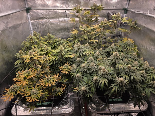 Grow #1 — flower, day 108