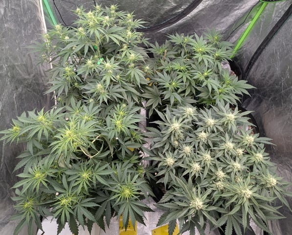 Perpetual Autoflower Mixed Grow #3 — vegetative, day 41