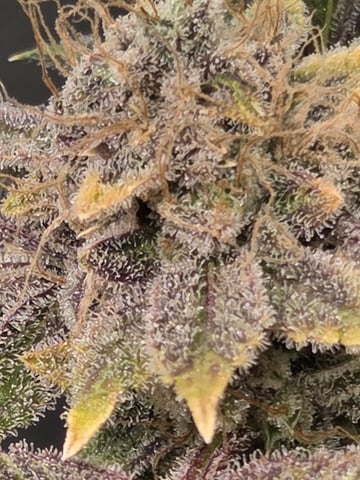 Special Queen 1 Fem+ Watermelon Auto — flower, day 134