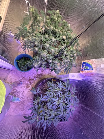 Gelly Mama and Sugar Tree — flower, day 201