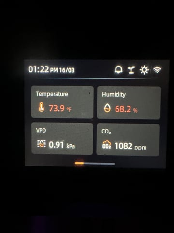 Gelly Mama and Sugar Tree — vegetative, day 78