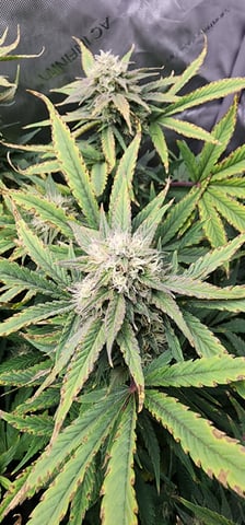 FastBuds Trainwreck Auto — flower, day 69