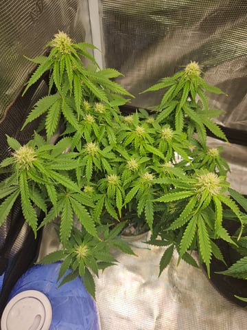 3 bears auto flower  — flower, day 43