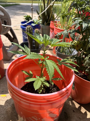 Reign Water — vegetative, day 6