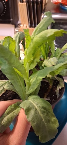 blueberry funk — flower, day 91