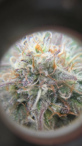 ethos genetics  — flower, day 105