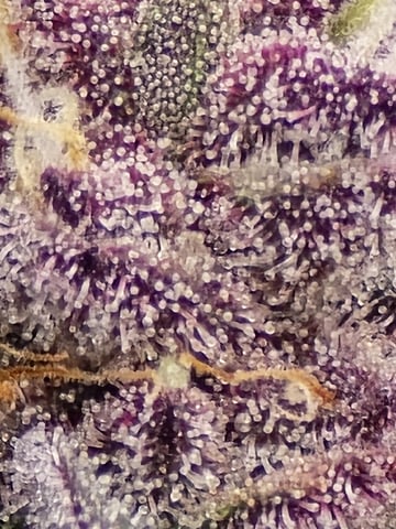 2nd grow round 2 — flower, day 100