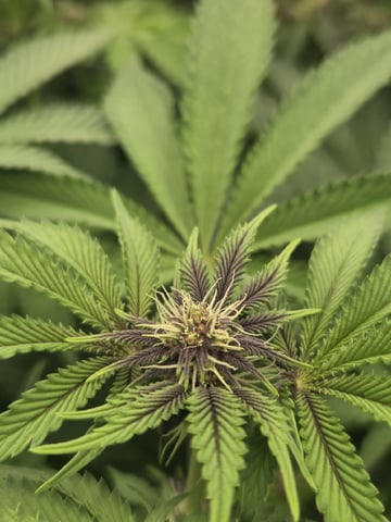 Relentless Genetics Trop Cherry S1 — flower, day 41