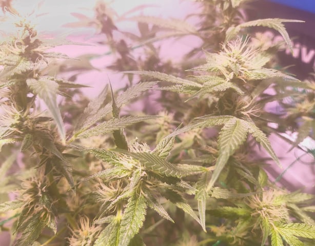 pineapple Express  — flower, day 14