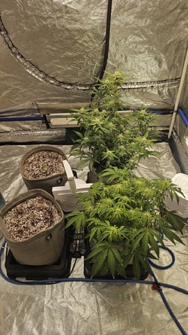 Autos For The Rest Of Winter 🔥🔥😉