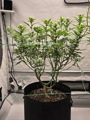 Zoap & Mimosa x OrangePunch — flower, day 92
