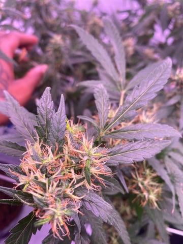 first grow — flower, day 2