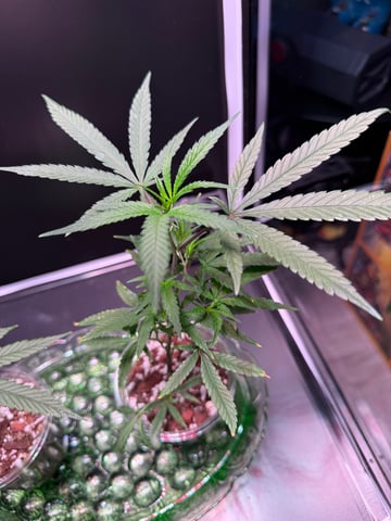 beginner grow attempt — vegetative, day 1