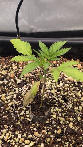 Lemon Cherry Gelato Auto — vegetative, day 19
