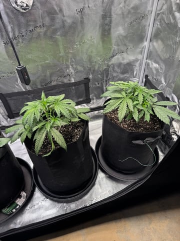 wedding cake auto FIRST GROW! — vegetative, day 27