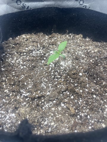 Autoskunk and OG Kush — seedling_rooting, day 8