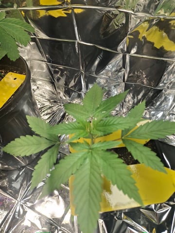 Lets start from the beginning — seedling_rooting, day 17