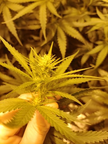 mr — flower, day 72