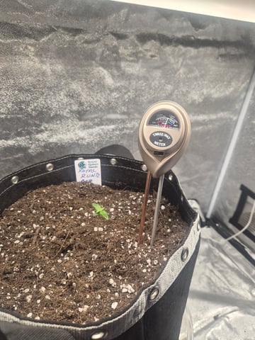 I'll get it right — seedling_rooting, day 12