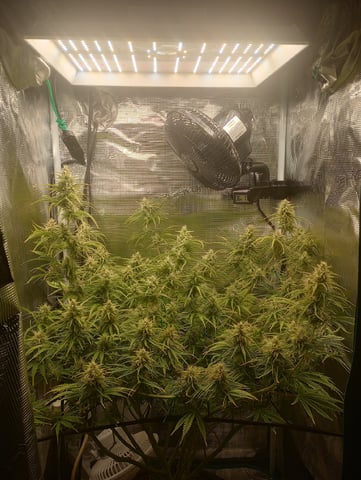 White Widow XXL Auto — flower, day 72