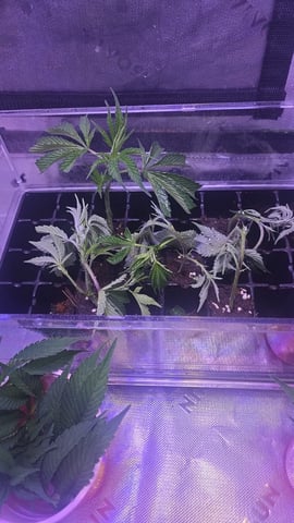 MOTHER ROOM — seedling_rooting, day 45