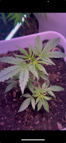 Gigawatt  — vegetative, day 58