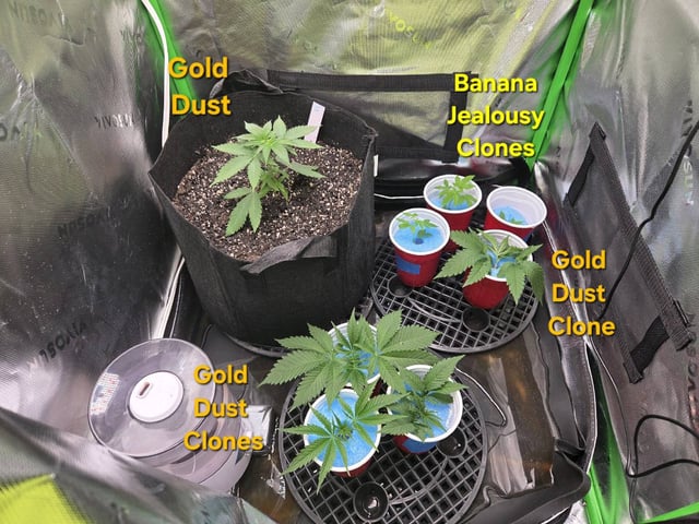 new bee's  — flower, day 111