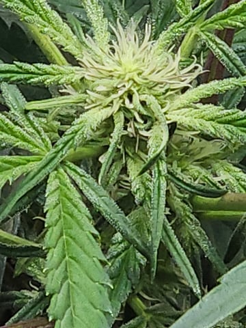 Mango Runtz — vegetative, day 50