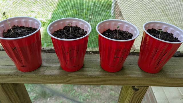 Freya's Honey — seedling_rooting, day 1