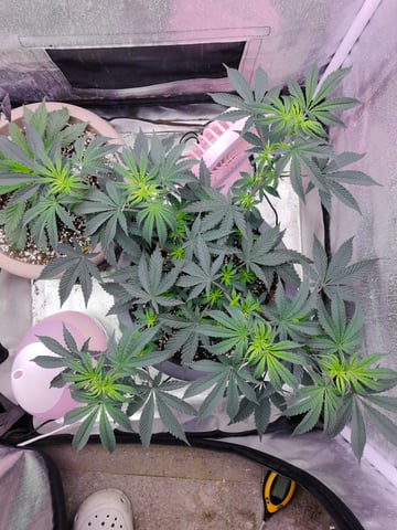 First grow in first set up — vegetative, day 60