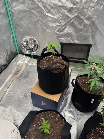  Trying to go big — vegetative, day 27