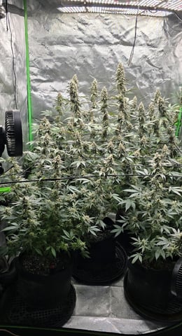 SGC And GWS Clones — flower, day 52