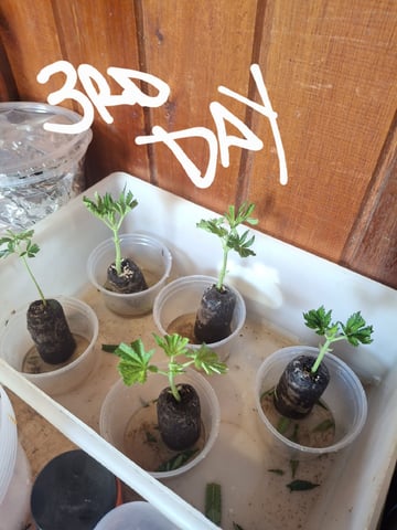 1st Grow - ROYAL MOBY (indoor)(photop.) — vegetative, day 91