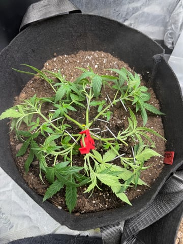 peaceful grow 1 — vegetative, day 19