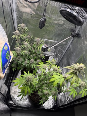  Trying to go big — flower, day 129