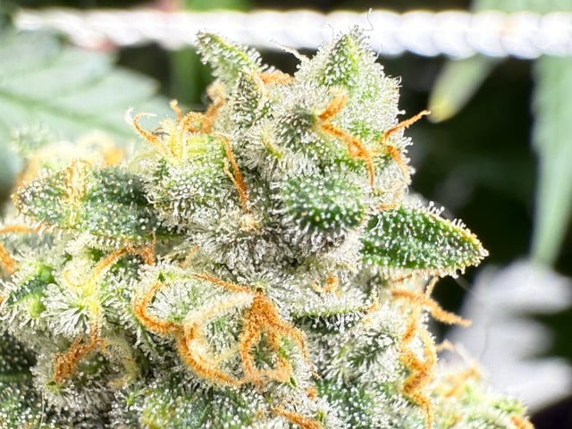 Green Gelato — flower, day 105