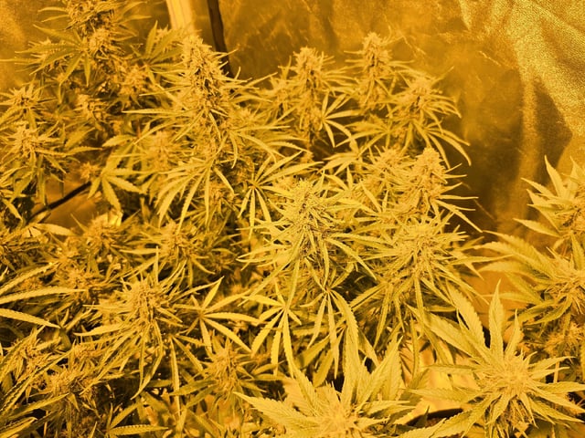 3rd Auto Grow — flower, day 84