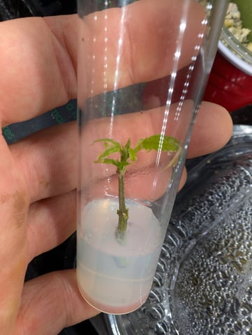 Plant in a test tube — seedling_rooting, day 197
