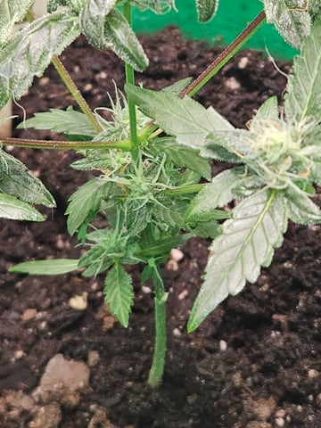 1st plant. Strain: Green Gelato AutoFlower — flower, day 75