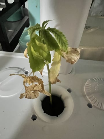 Banjo Clones — vegetative, day 23