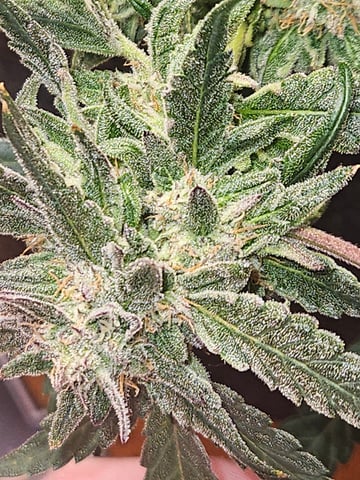 Mango Runtz — flower, day 77