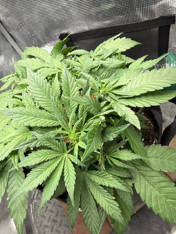 Gorilla Cookies 2nd Try — vegetative, day 41