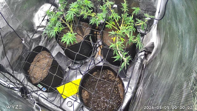 Blue Dream Feminized  — vegetative, day 67