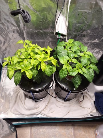 JALAPEÑO 🌶 — flower, day 75